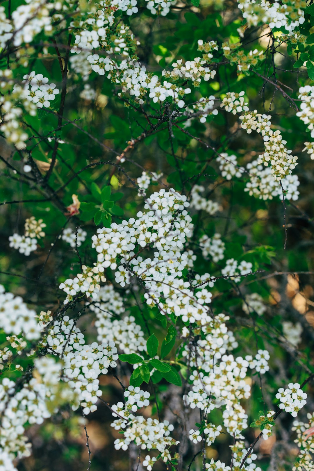 white flowers on green leaves