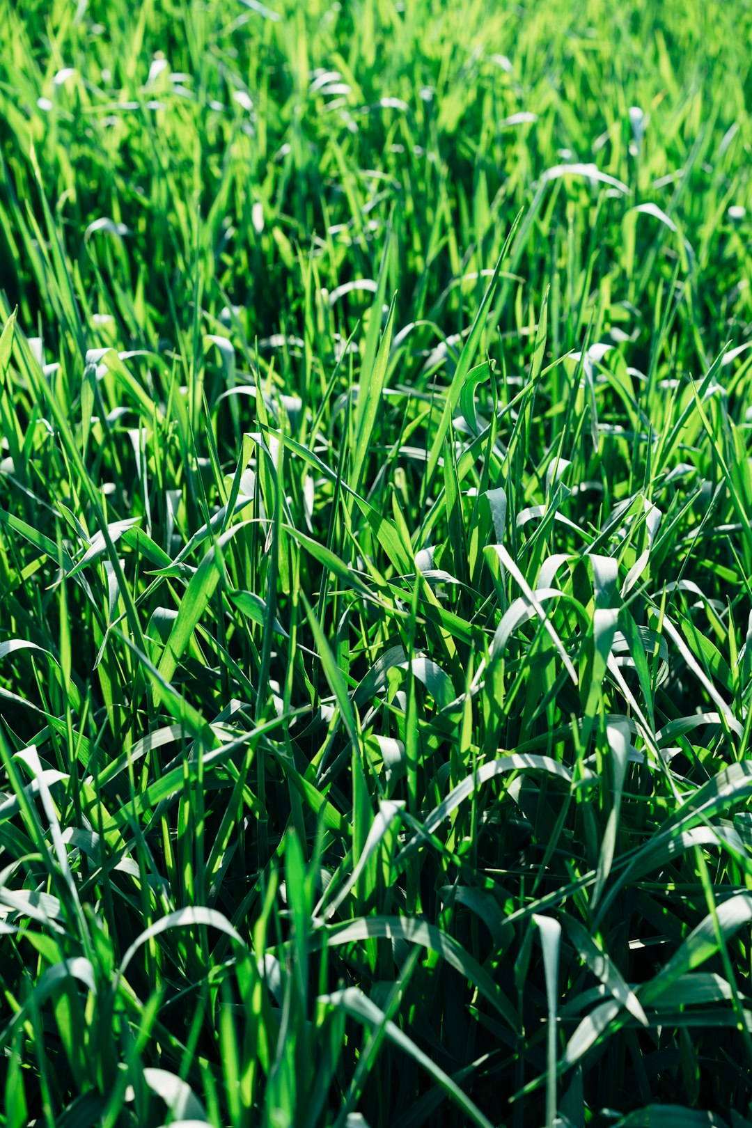 green grass field during daytime