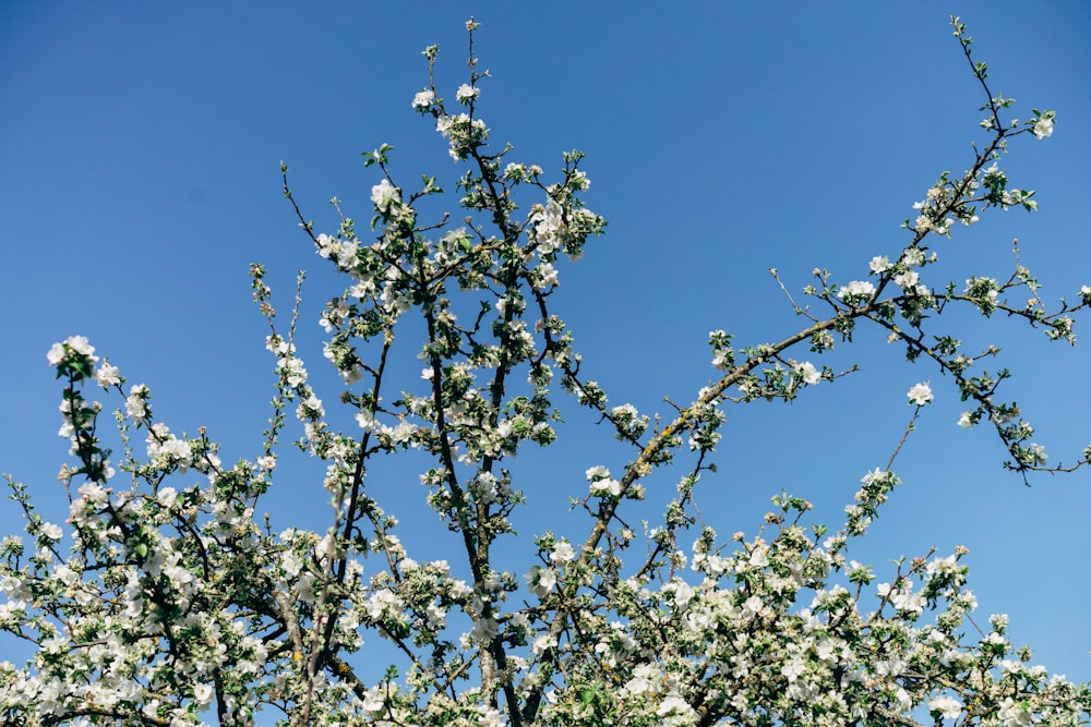 fiori bianchi sotto il cielo blu durante il giorno