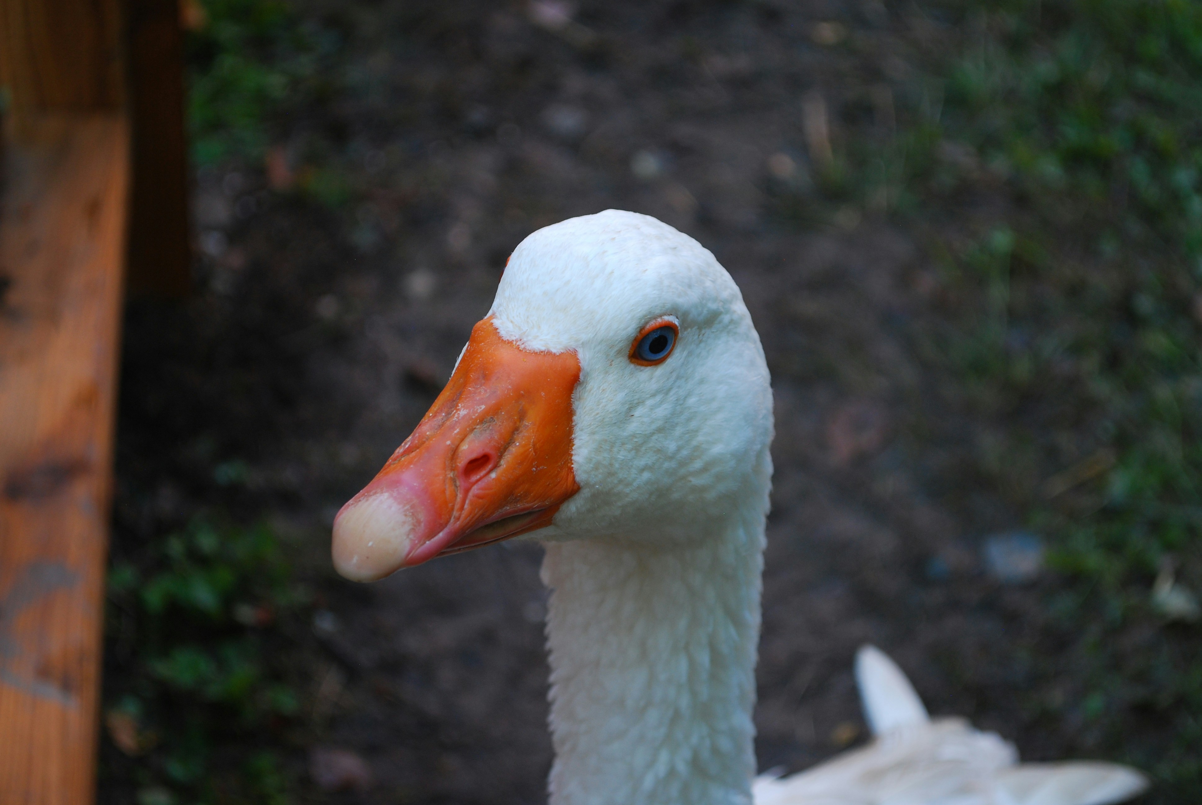 Photo by abonyikevin