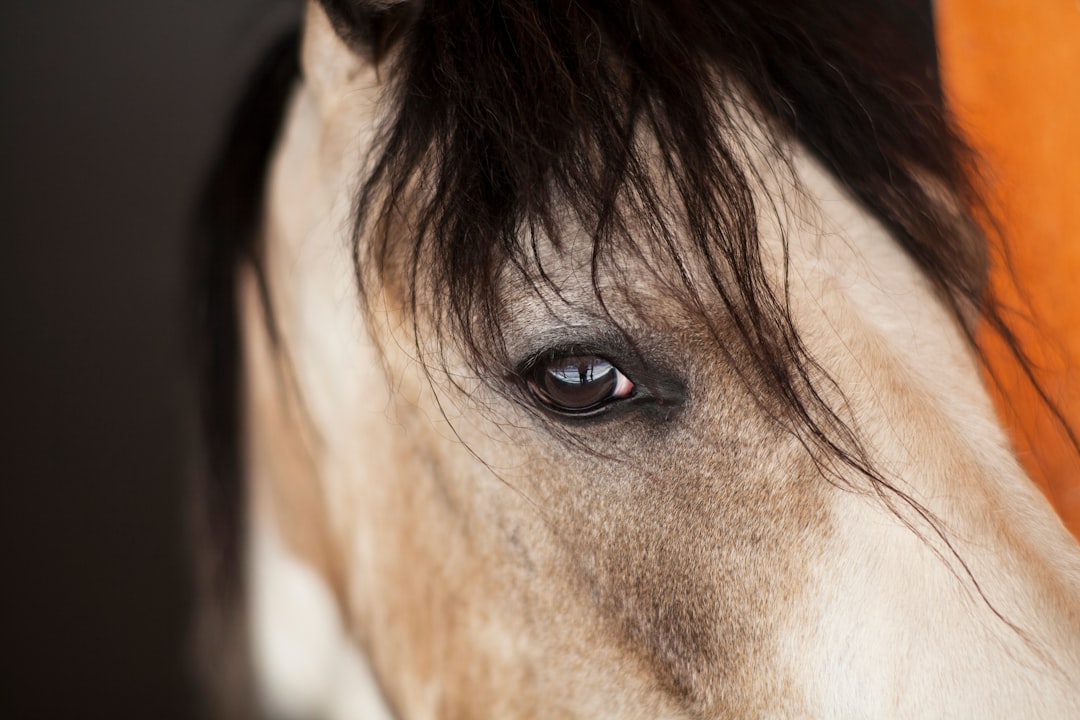 brown and white horse head