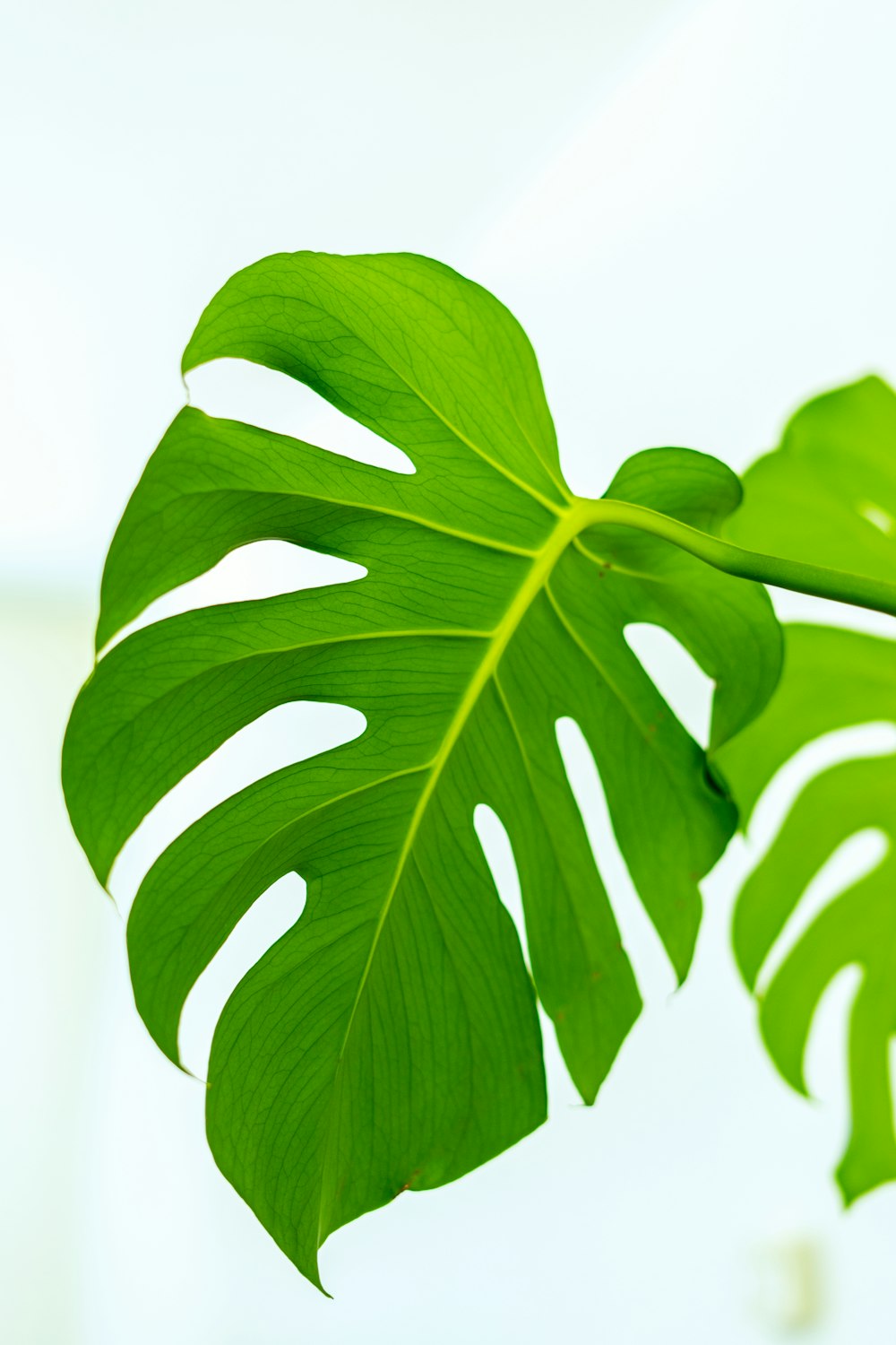 green leaf in close up photography