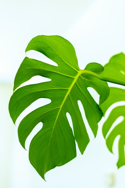 A close-up view of a vibrant green monstera leaf with distinctive split patterns against a soft, light background.