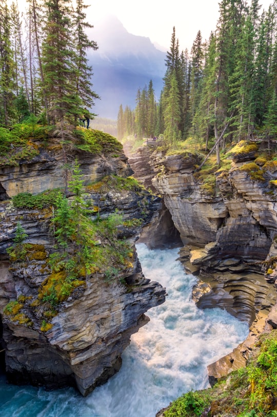 green trees on rocky mountain beside river during daytime in Athabasca Canada