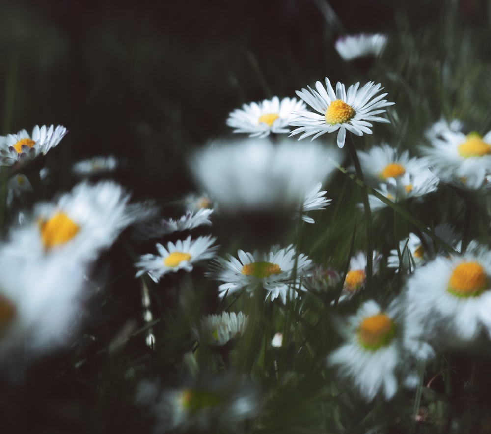 white and yellow daisy flowers