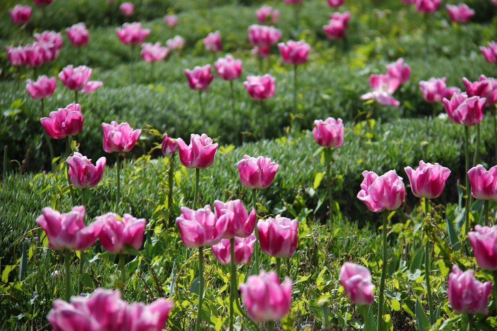 pink tulips field during daytime