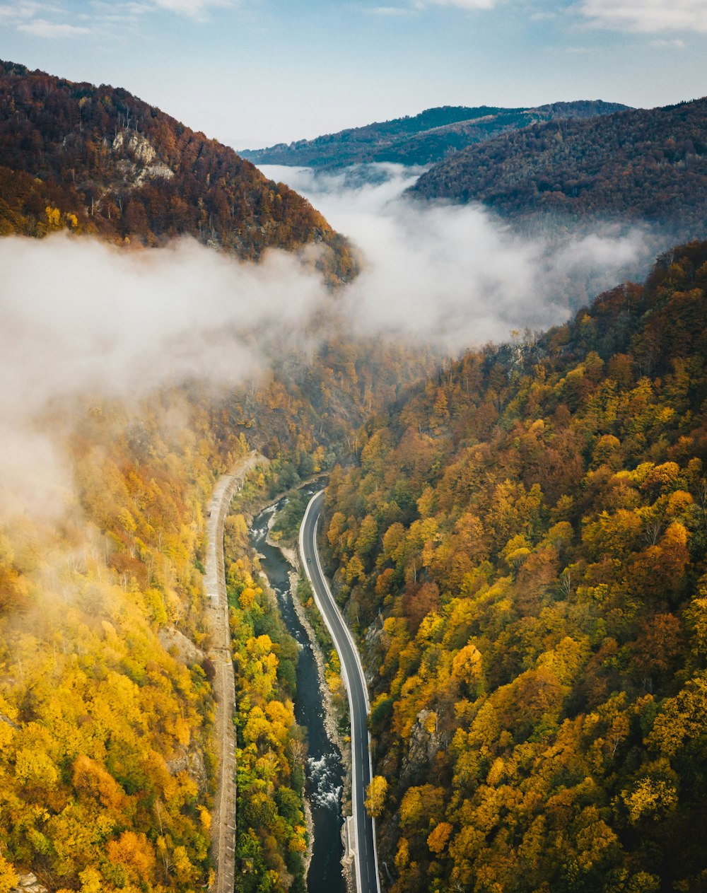 árvores verdes na montanha durante o dia