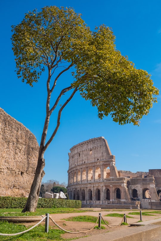 green tree beside brown rock formation during daytime in Palatine Museum on Palatine Hill Italy