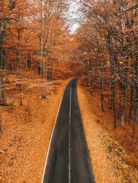 black asphalt road between brown trees during daytime in Sinaia Romania