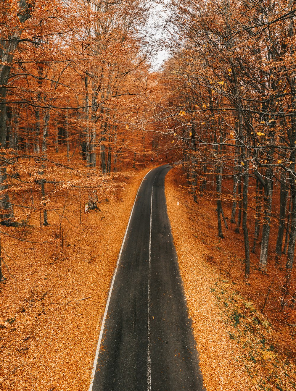 black asphalt road between brown trees during daytime