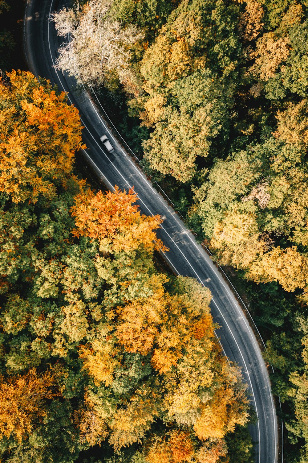 aerial view of road in the middle of trees