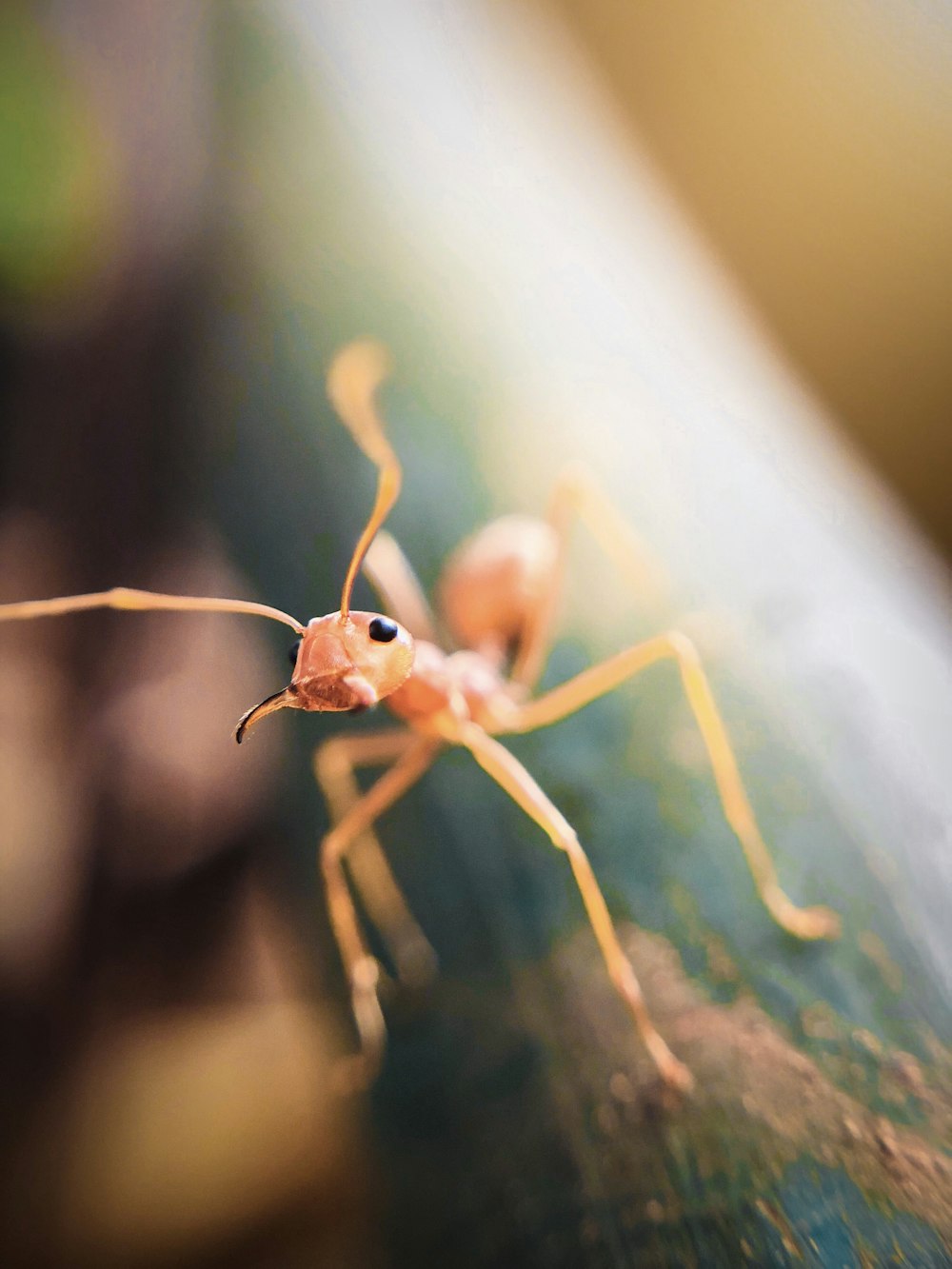 brown ant on green leaf in macro photography