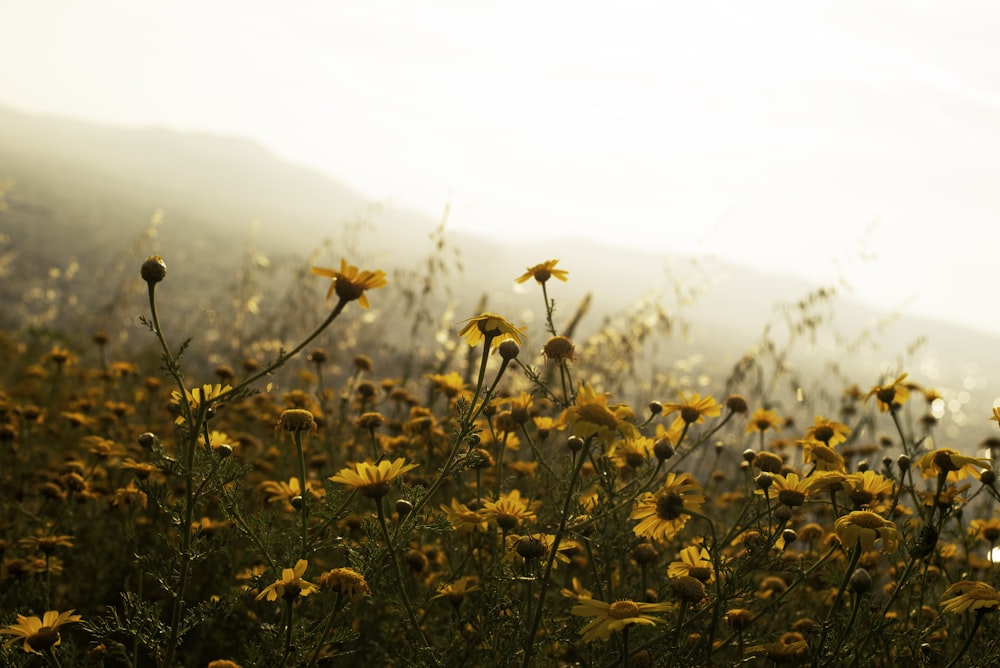 yellow flowers on green grass field during daytime