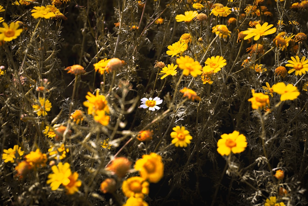 yellow flowers with green leaves