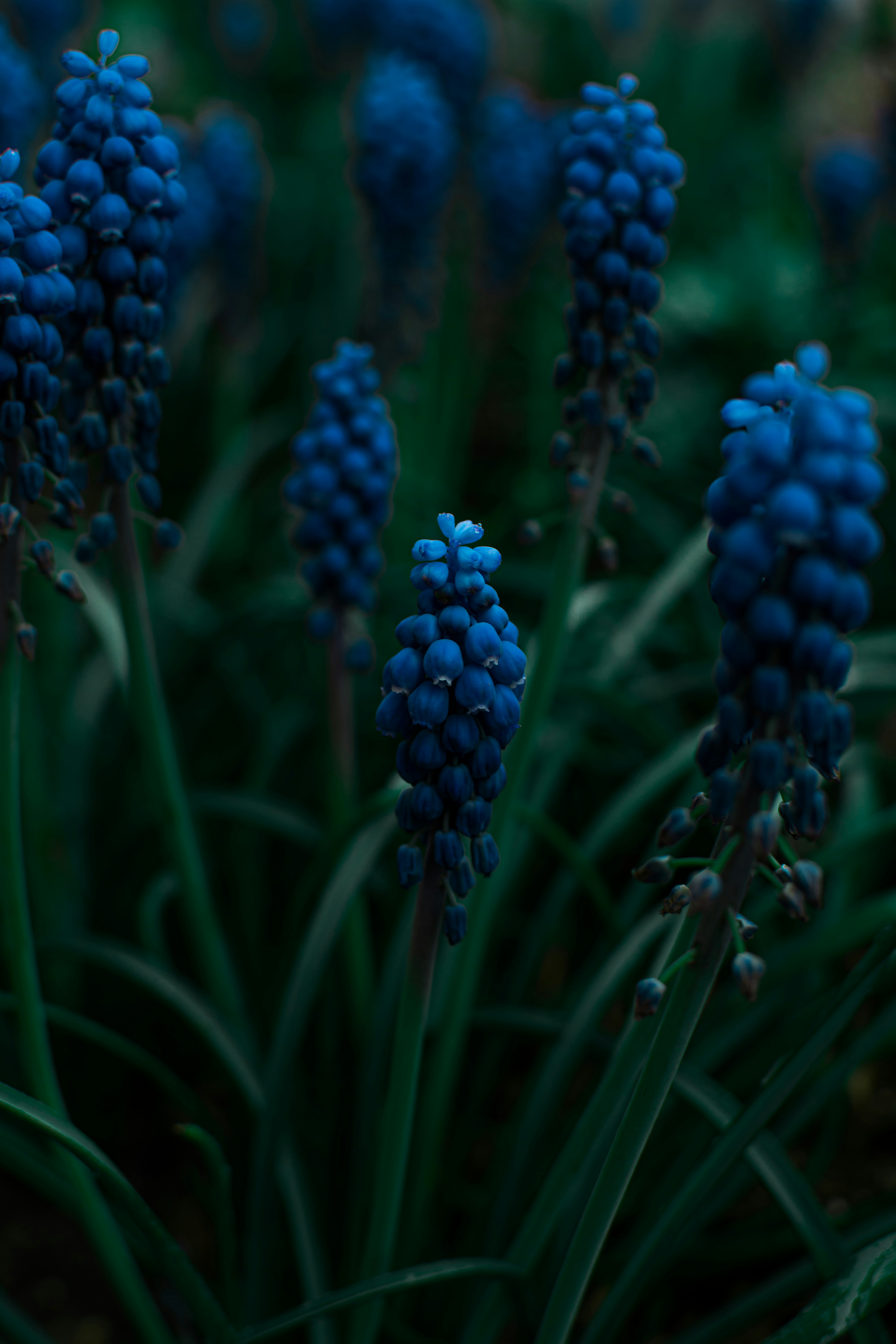 Photo by andriyko