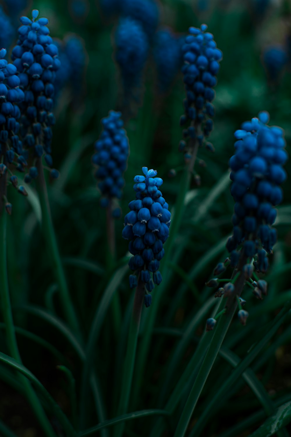 blue flower buds in tilt shift lens