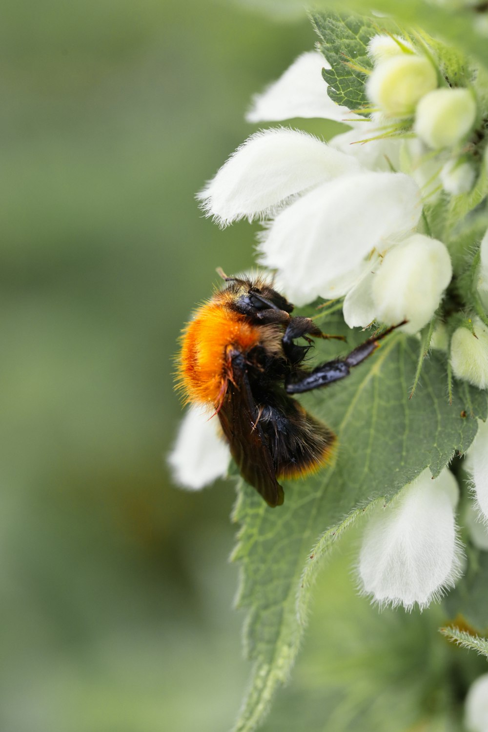 black and yellow bee on white flower