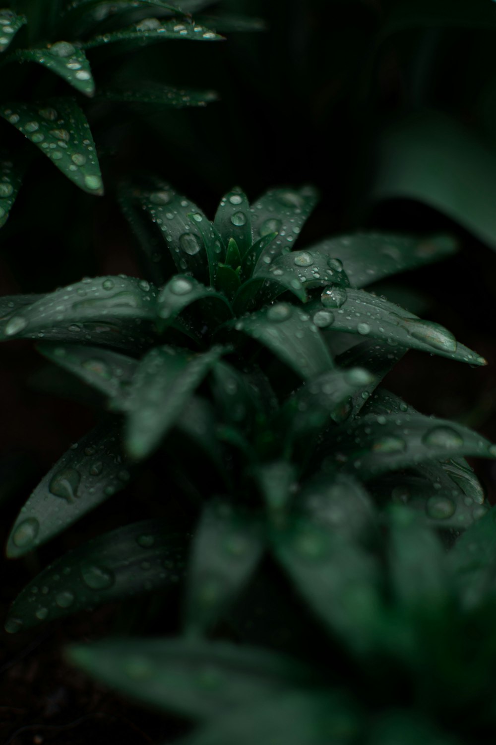 gouttelettes d’eau sur plante verte