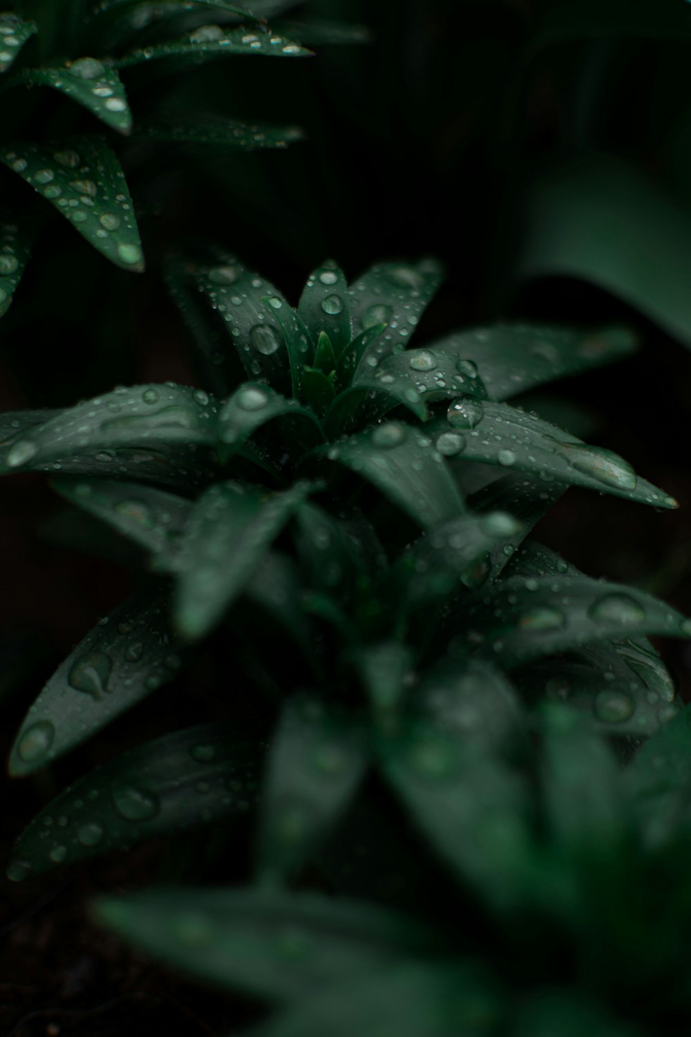 water droplets on green plant