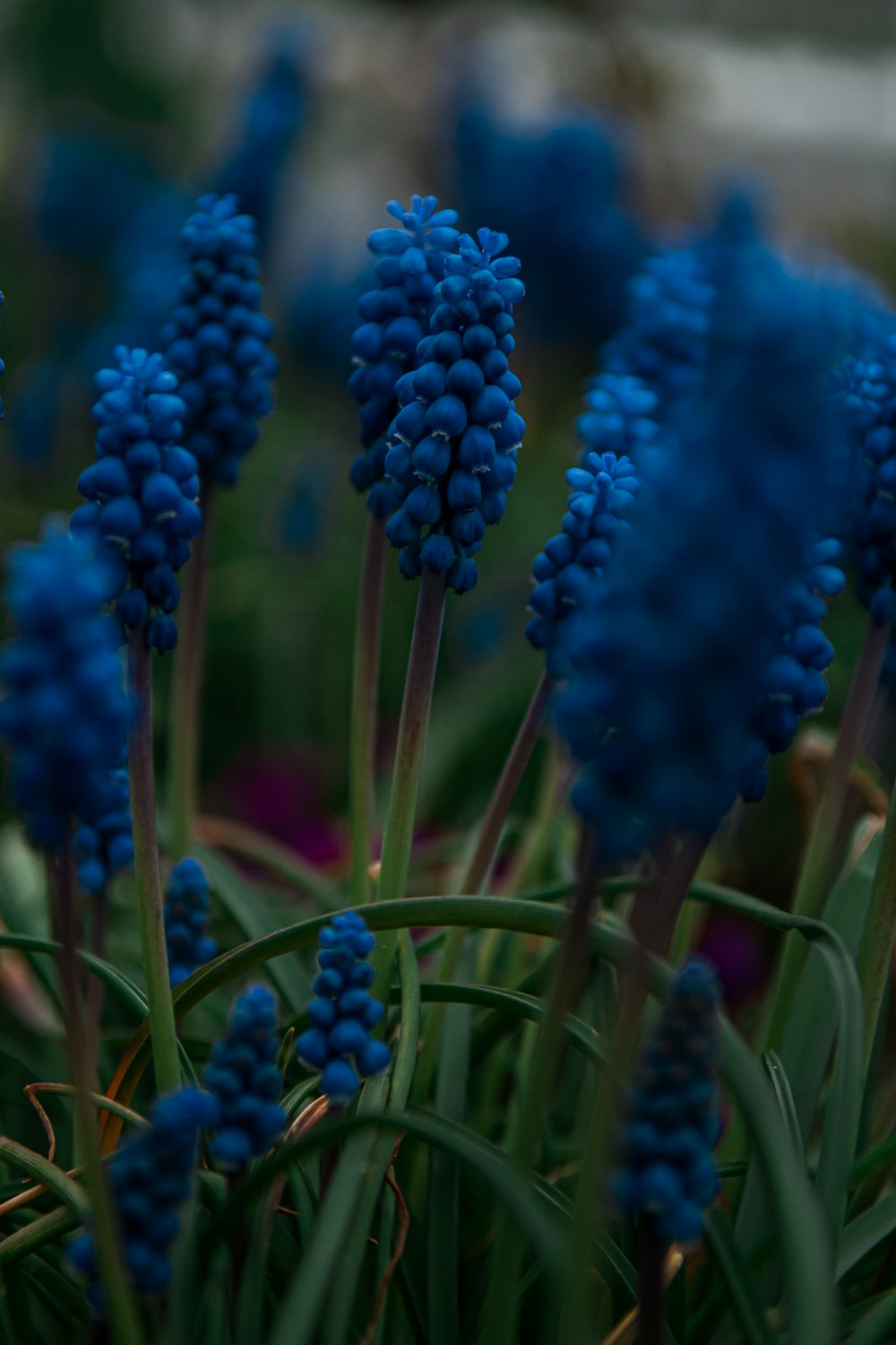 blue flower in tilt shift lens