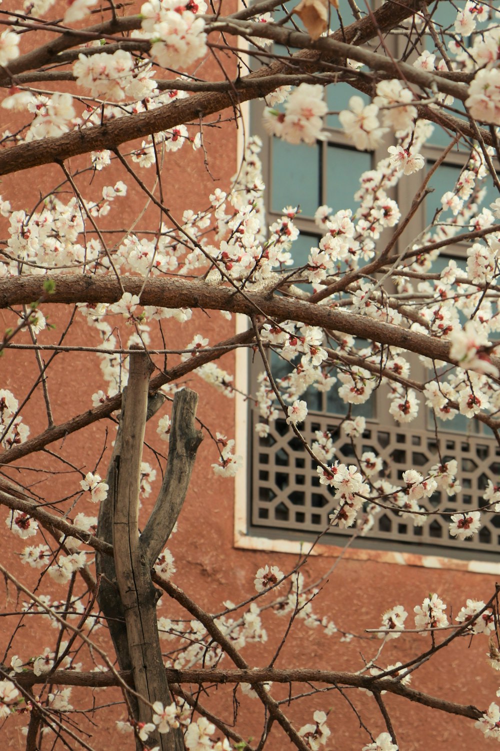 ramo di albero marrone vicino a un edificio in cemento marrone durante il giorno