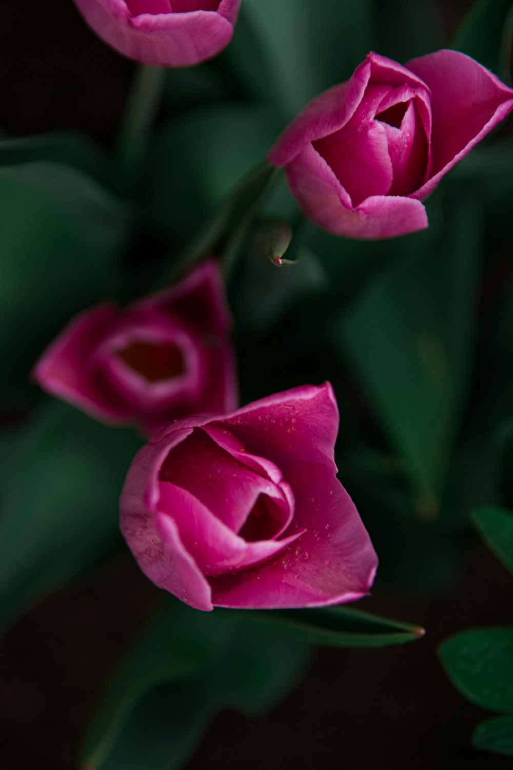 pink rose in bloom during daytime