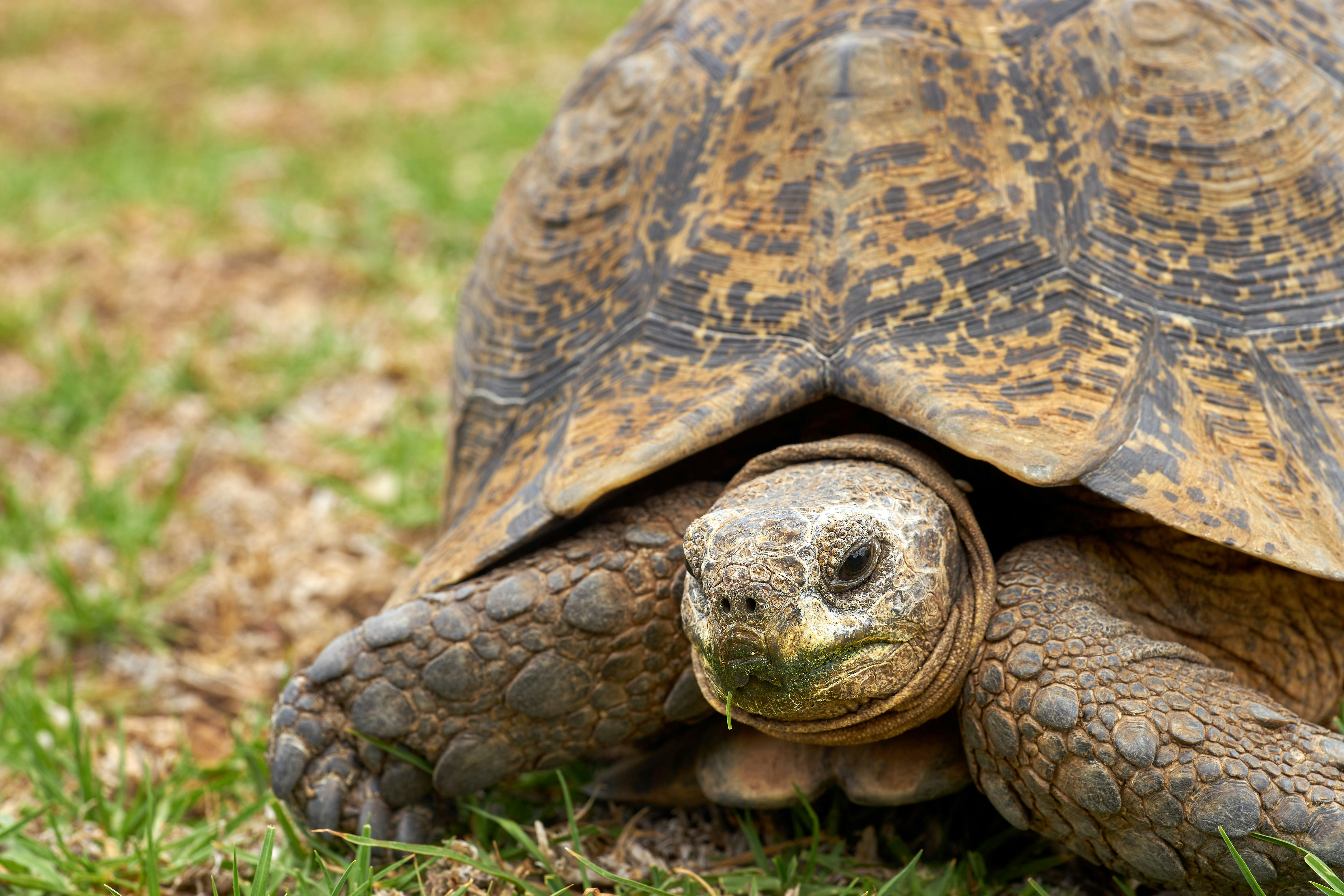 Photo by wolfgang_hasselmann