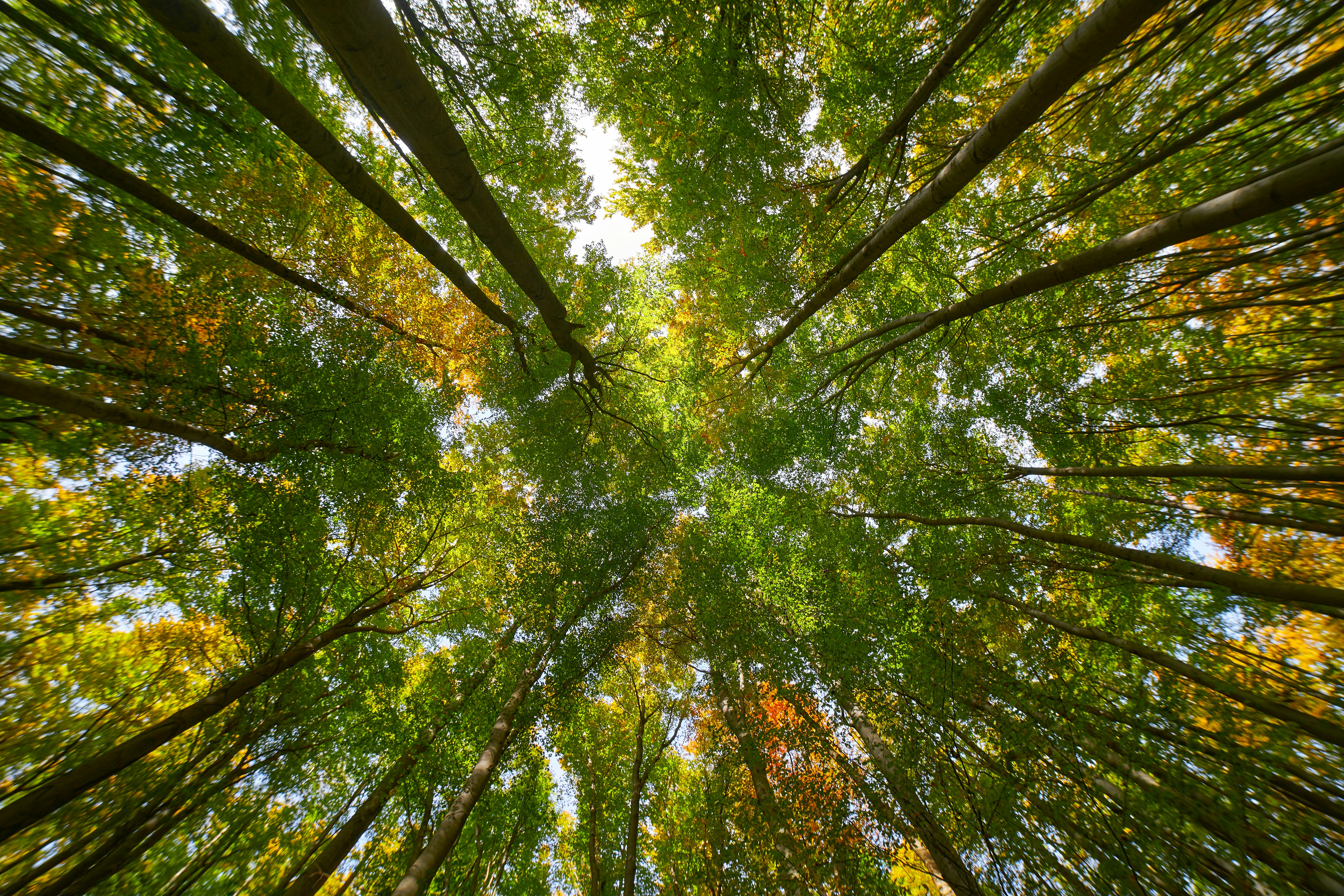 Photo by wolfgang_hasselmann