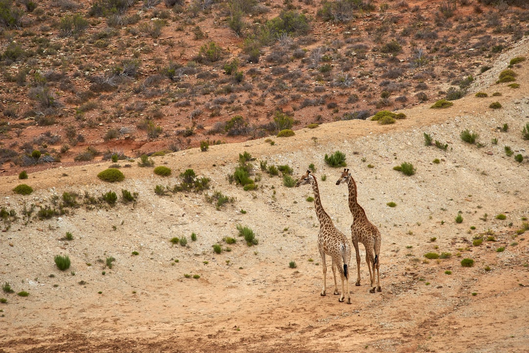 giraffe walking on brown dirt field during daytime