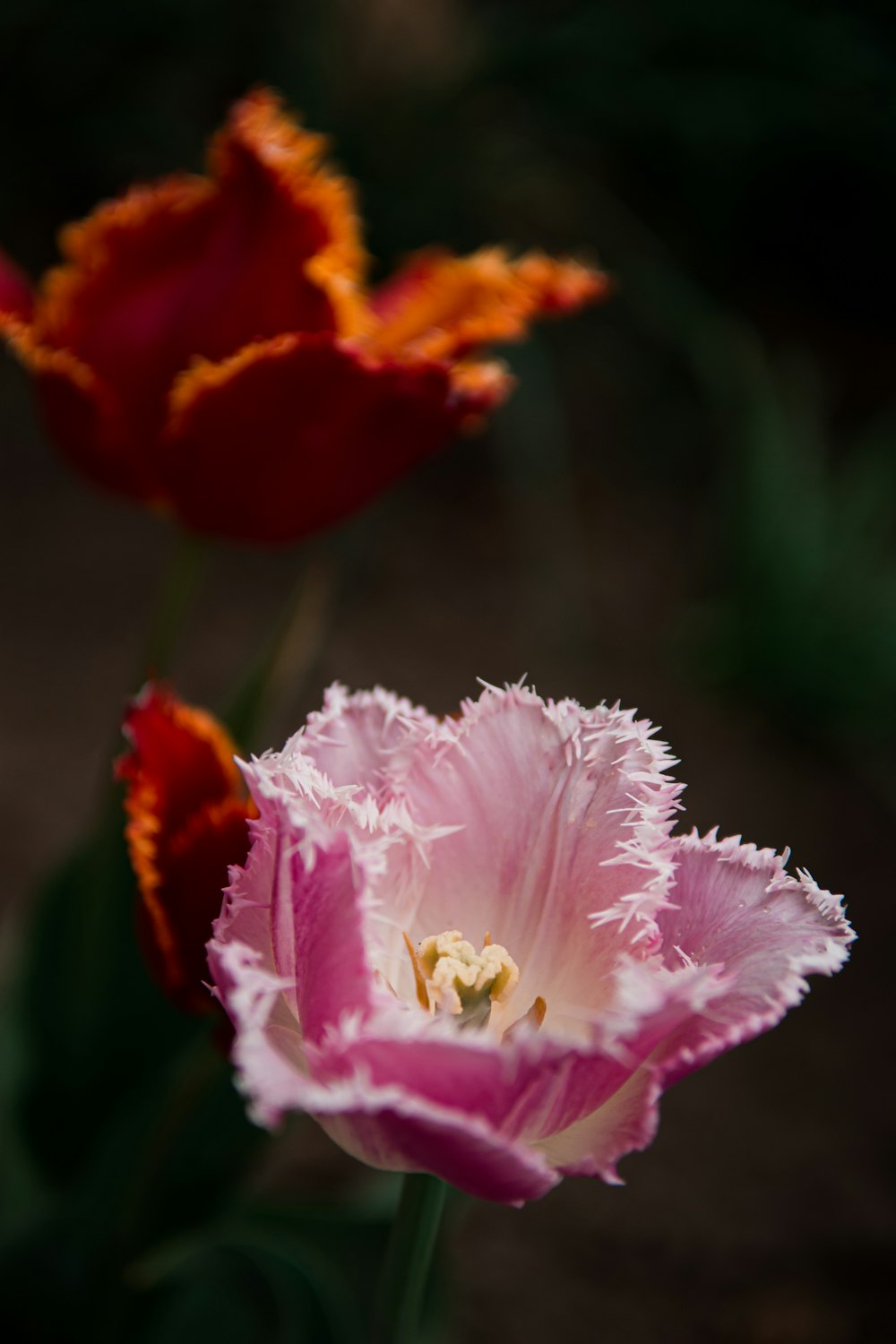 pink and white flower in tilt shift lens