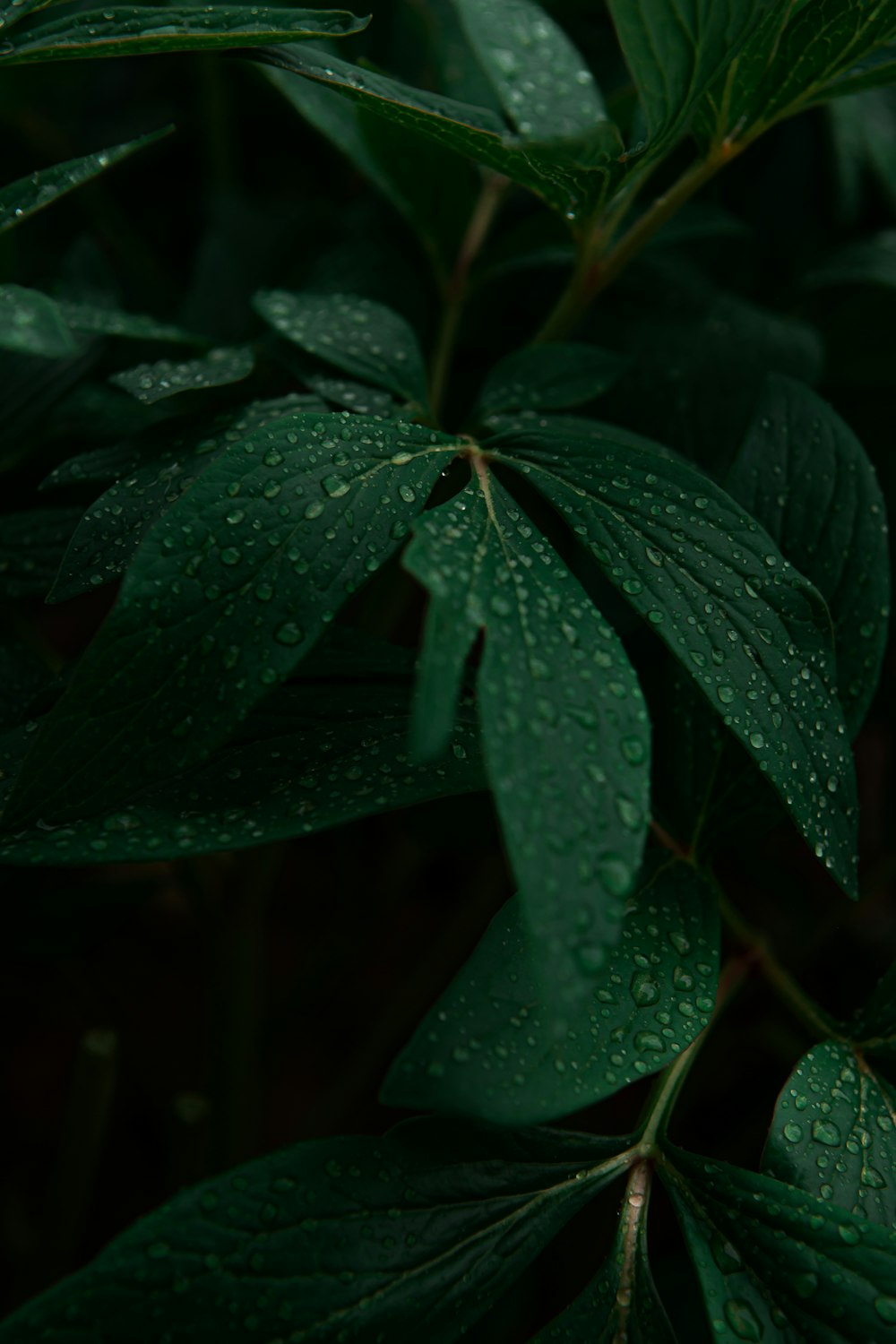 green leaf plant in close up photography