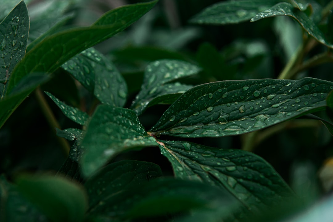 green leaves with water droplets