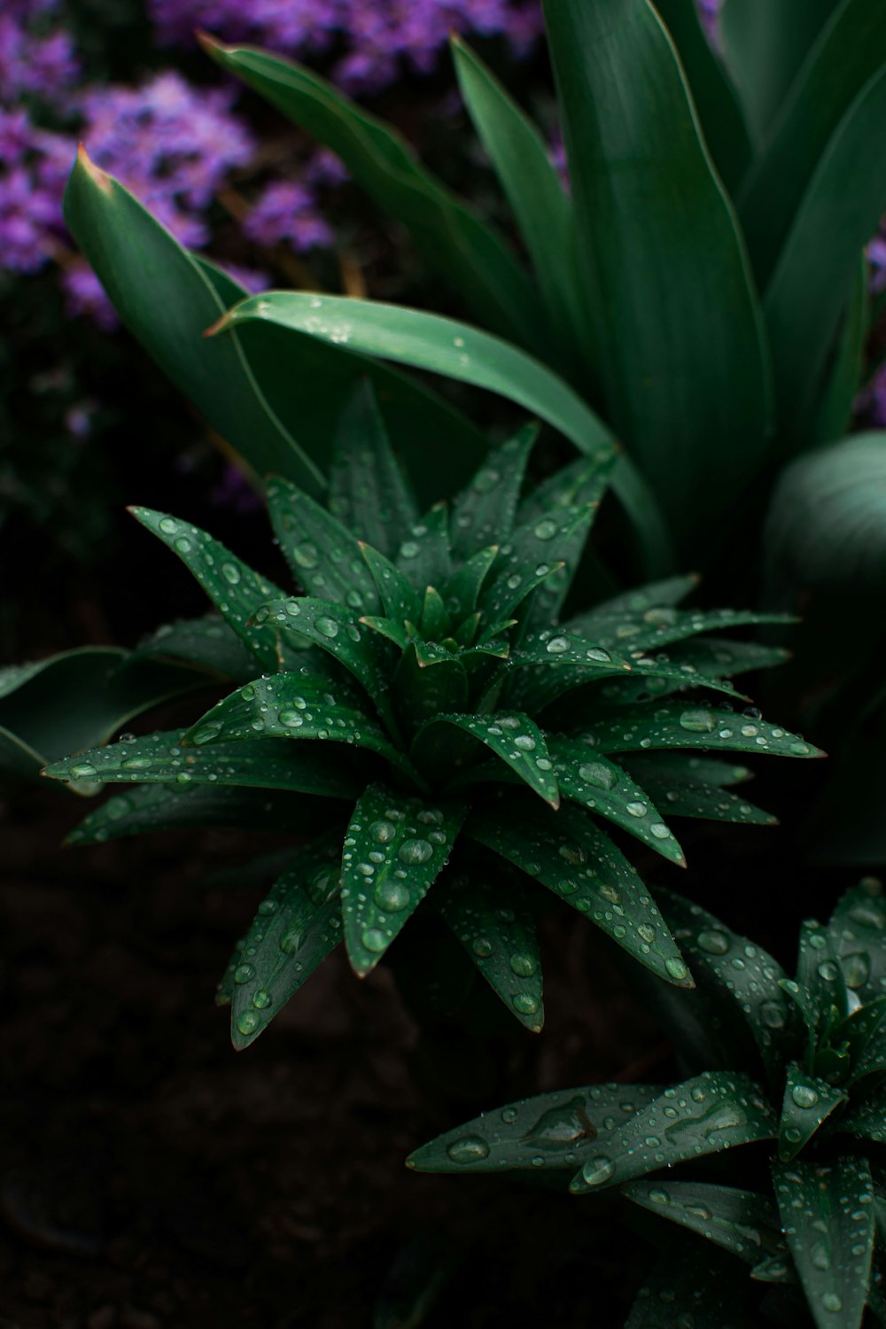 green plant in close up photography