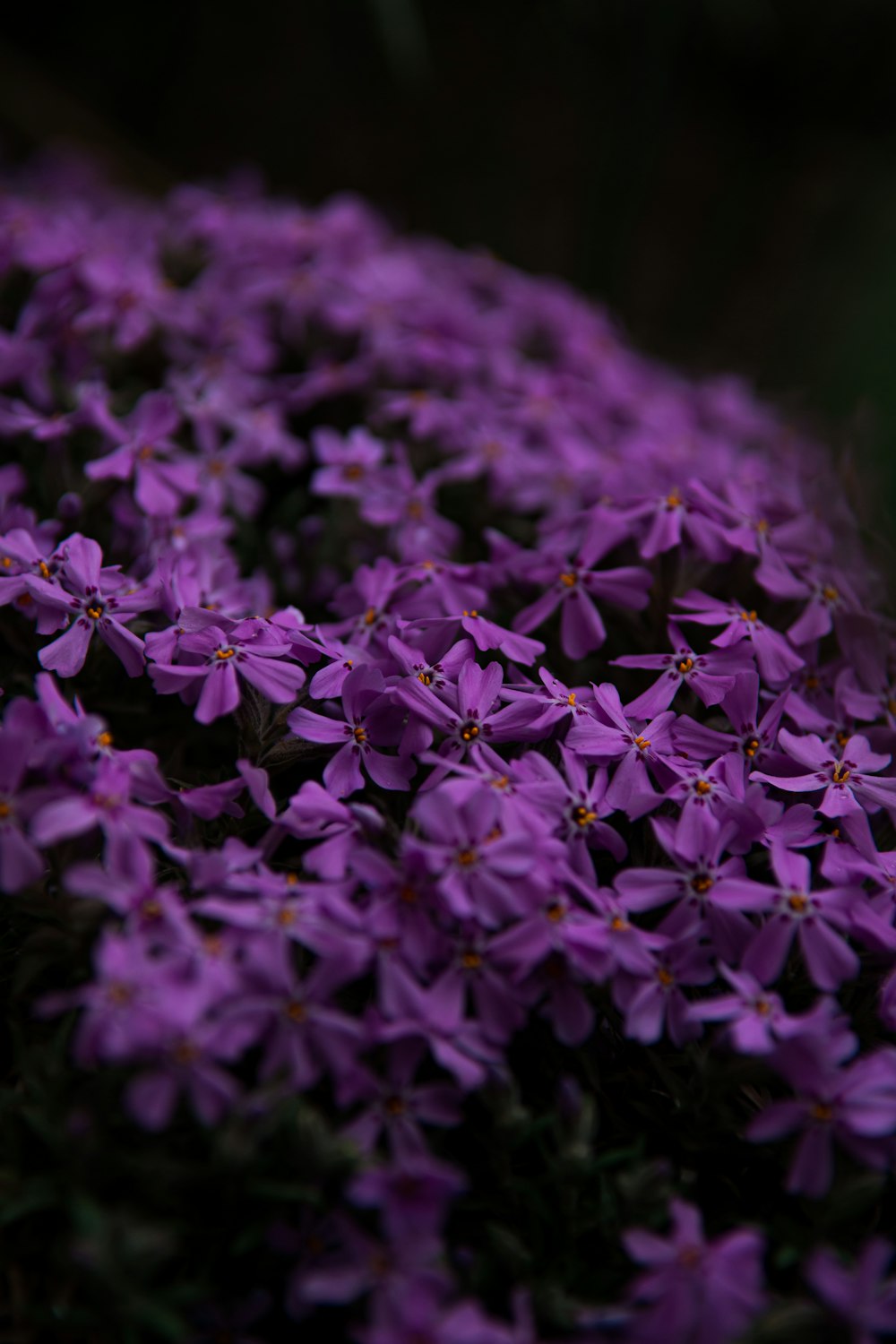 purple flowers in tilt shift lens