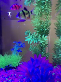 A colorful aquarium filled with vibrant fish and lush artificial plants. The tank is adorned with various vivid hues of blue, green, and magenta, with fish swimming among the foliage. The tank's substrate is covered with bright pink and purple pebbles, enhancing the neon aesthetic.