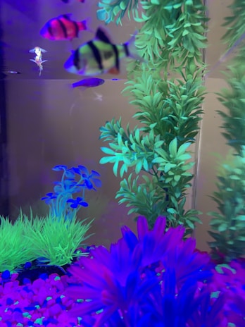 A colorful aquarium filled with vibrant fish and lush artificial plants. The tank is adorned with various vivid hues of blue, green, and magenta, with fish swimming among the foliage. The tank's substrate is covered with bright pink and purple pebbles, enhancing the neon aesthetic.