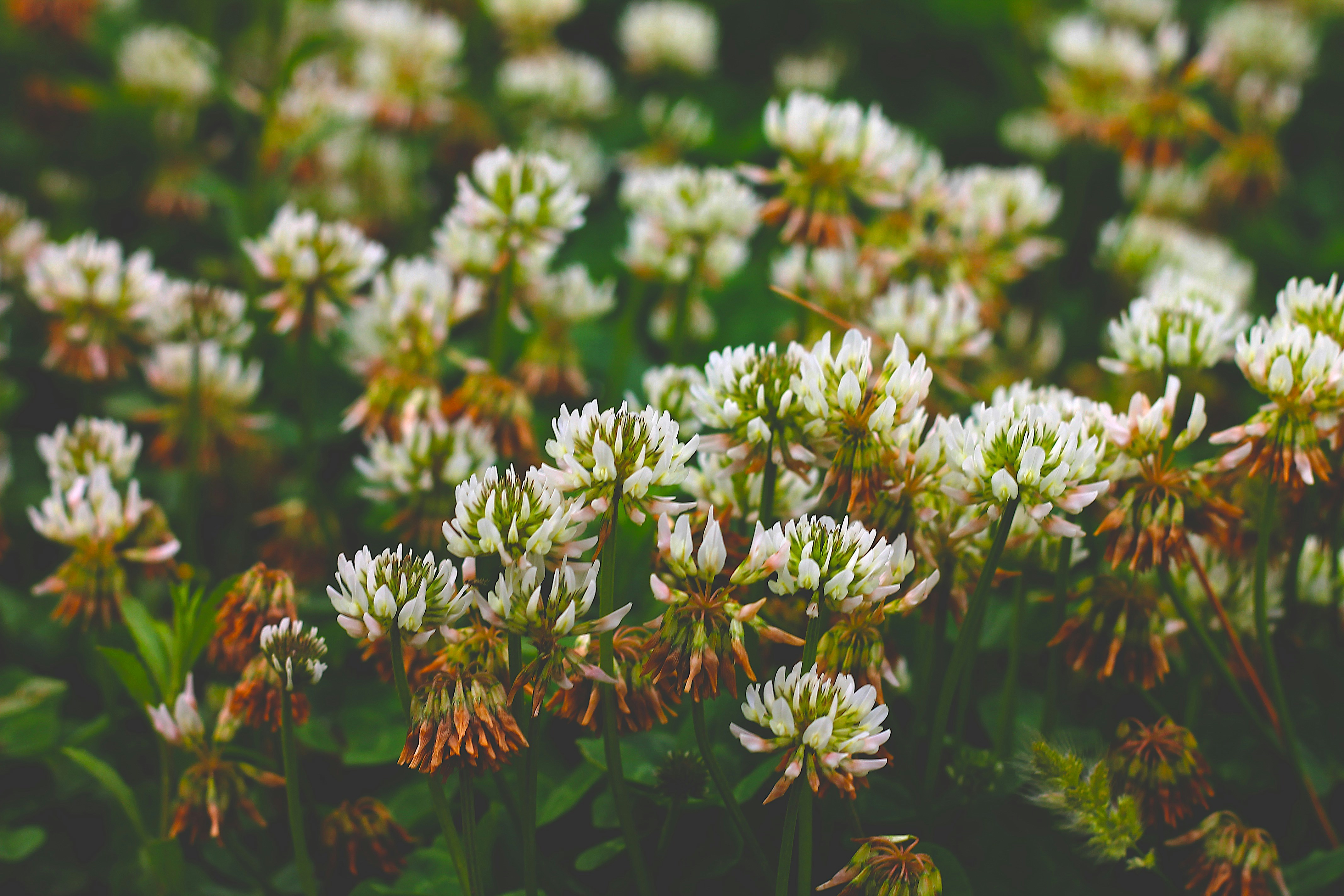 Photo by shivammittal