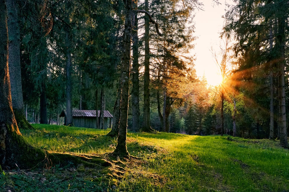 green grass field with trees