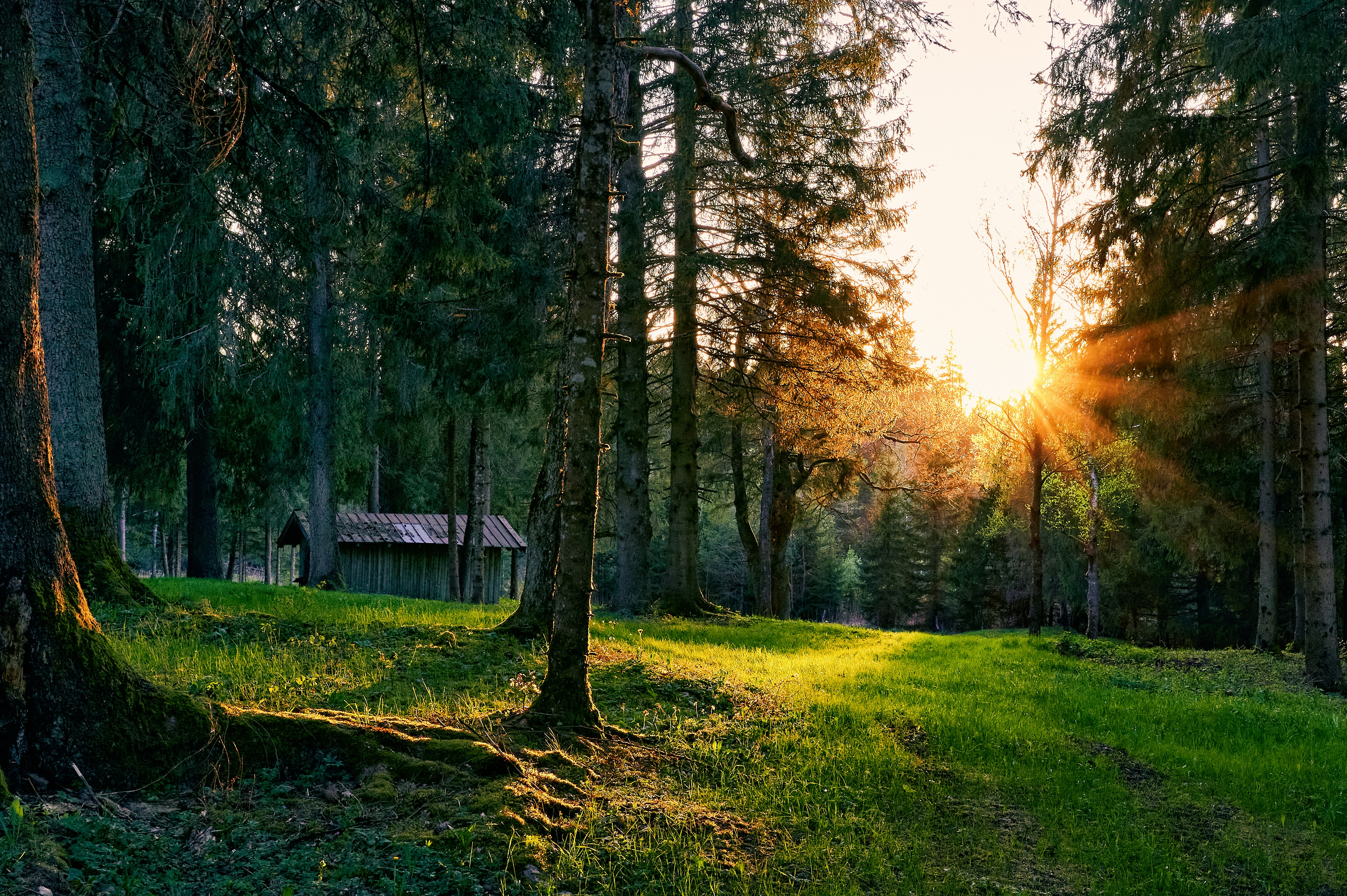 It was a very mystical scene how the light fell into the forest with the slightly hidden hut. Almost like in a fairy tale.