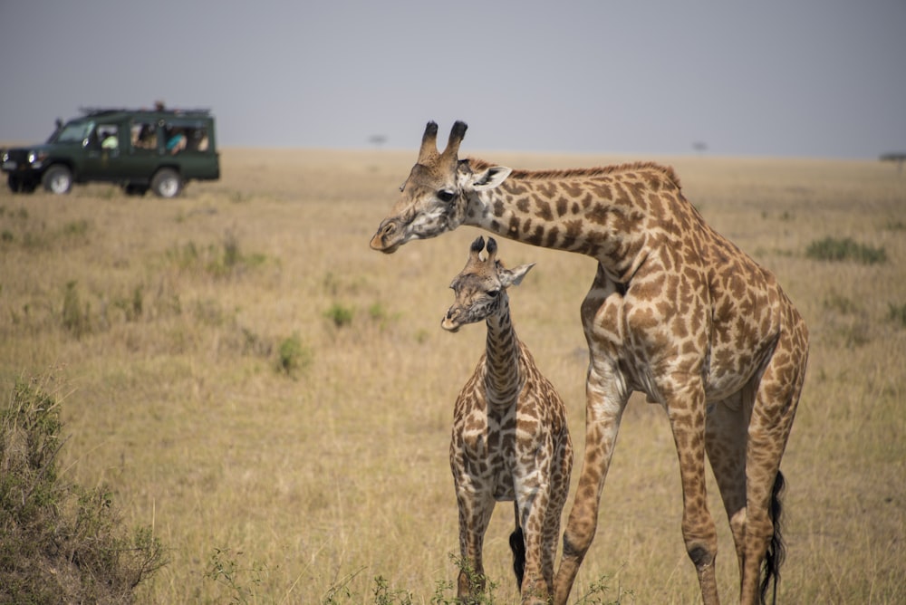 giraffe and giraffe on brown grass field during daytime