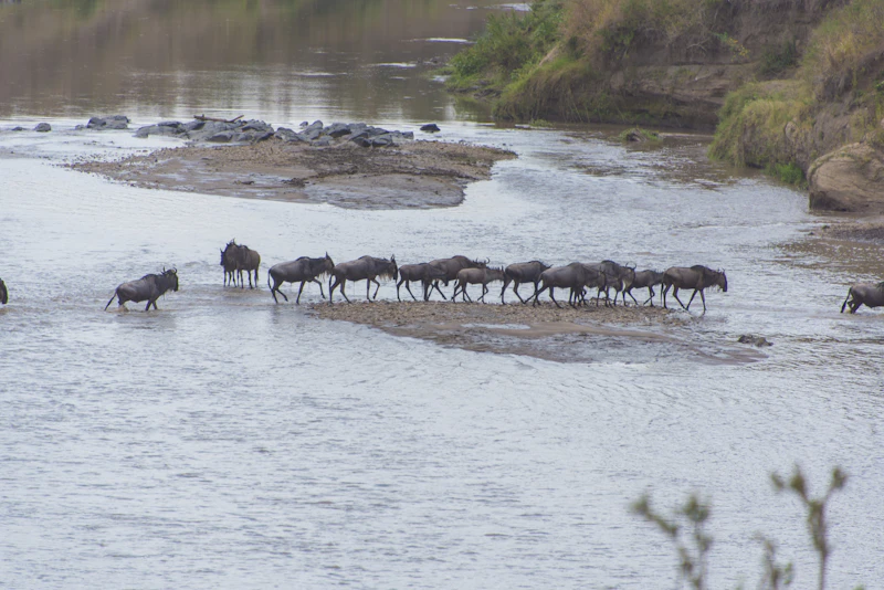 Wildebeest gathering to cross a river during the migration in East Africa