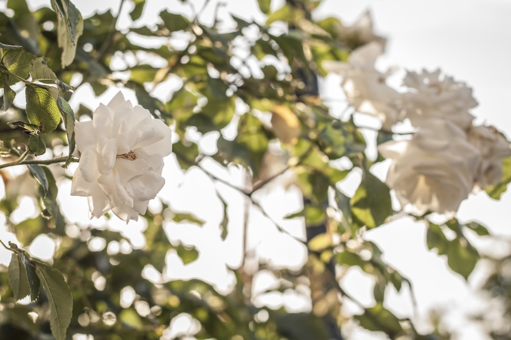 white flower in tilt shift lens