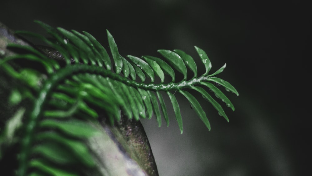 green leaf in close up photography