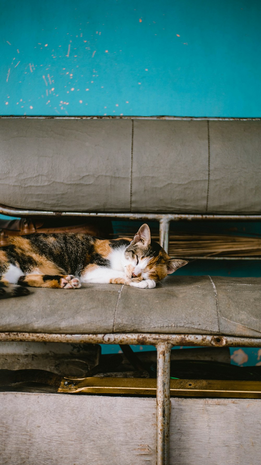 calico cat lying on gray couch