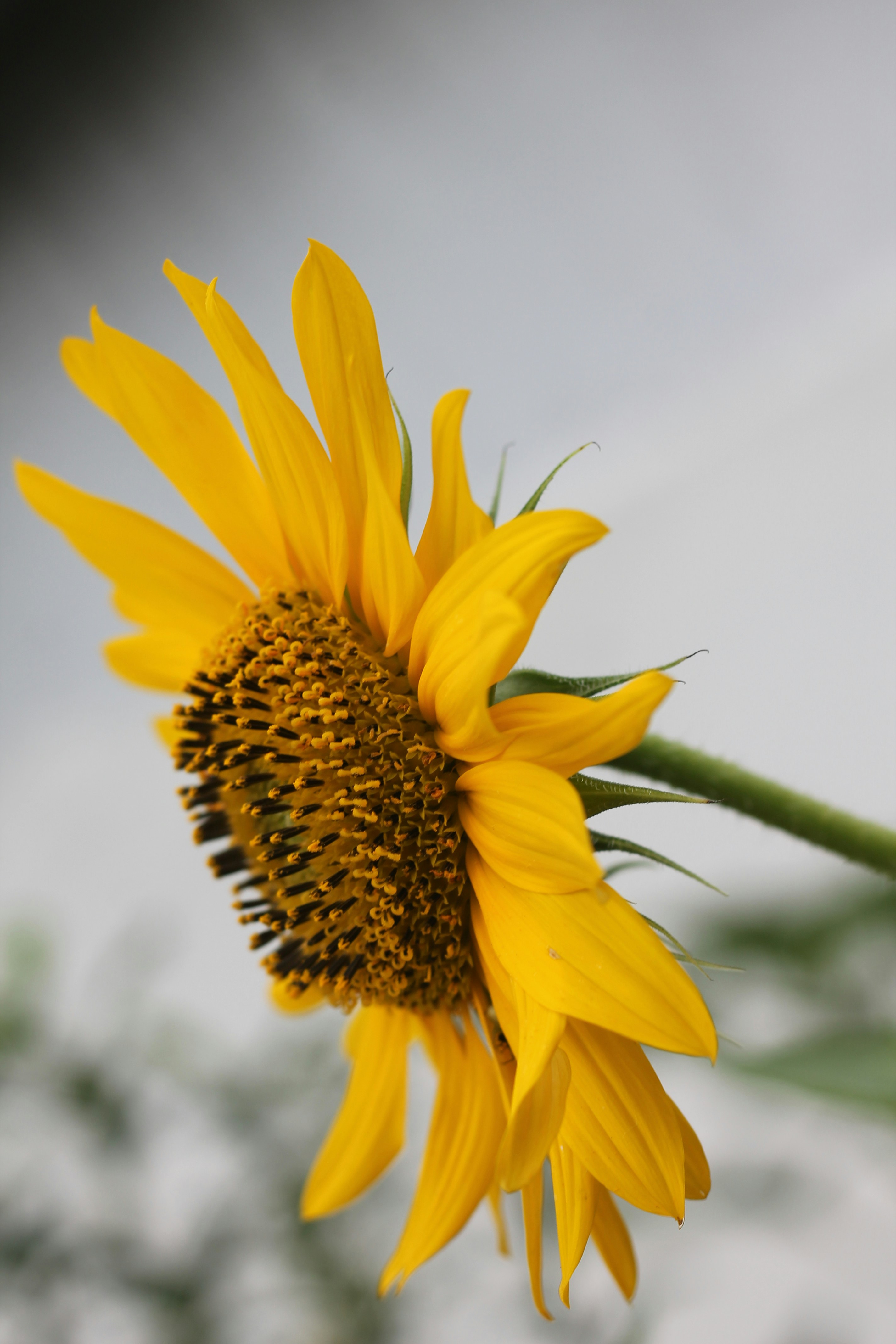 Photo by shivammittal