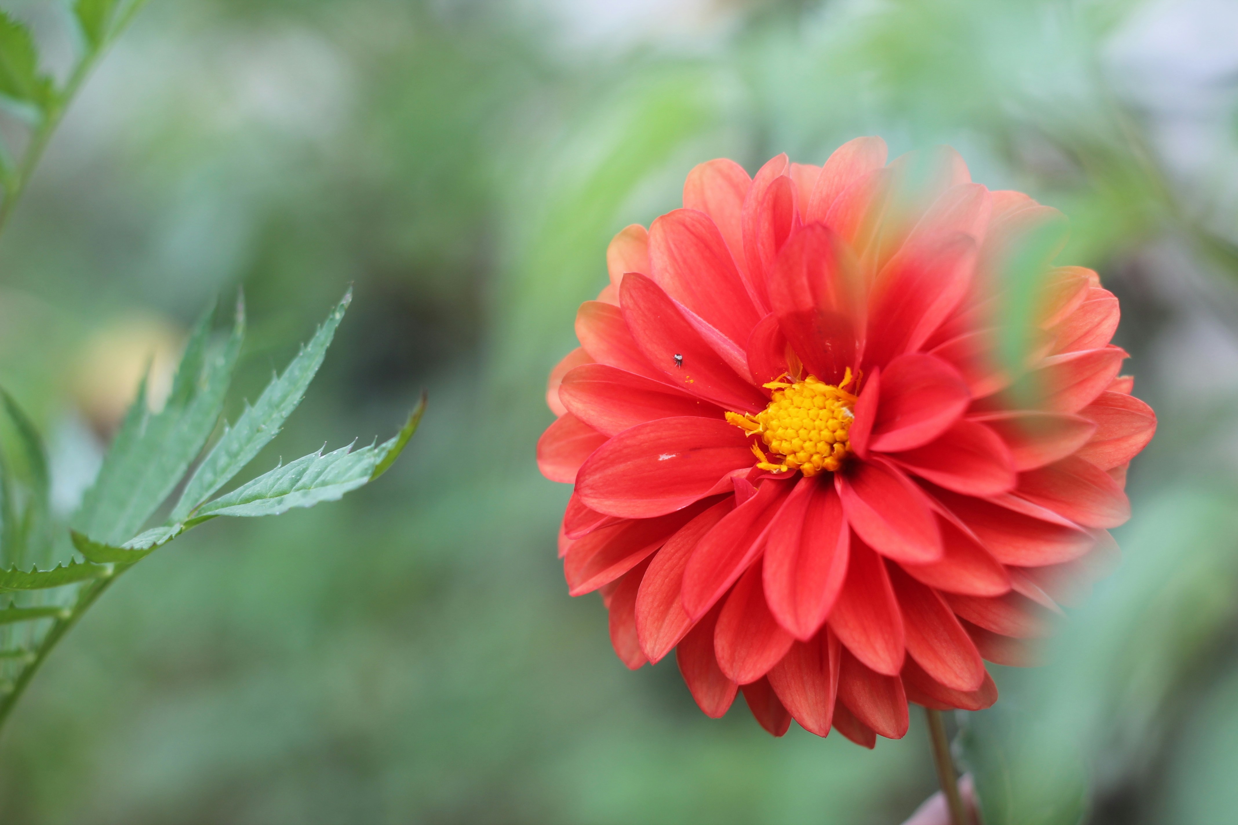 Photo by shivammittal