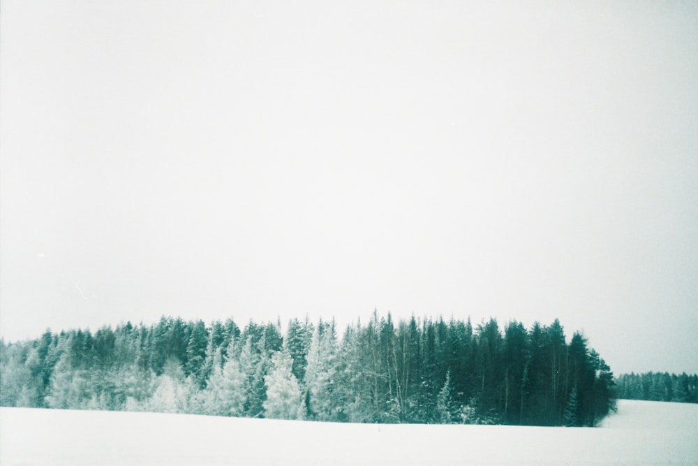 green pine trees on snow covered ground