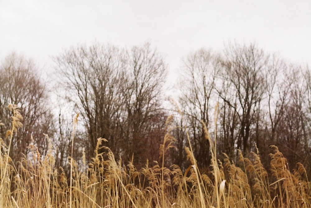 brown leafless trees under white sky during daytime