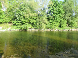 A serene view of the restored riverbank with lush greenery and clear flowing water.