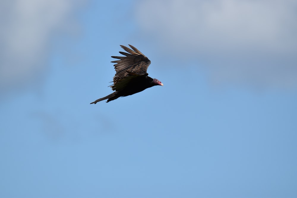 black bird flying in the sky